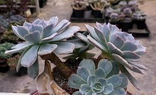 3种多肉,天热少浇水,养护成“老桩”,欣赏价值高