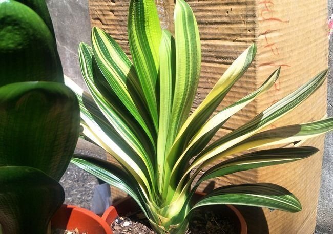 叶片肥|“懒养”君子兰,一年不施肥,叶片油亮,花朵娇艳,花开四季不断