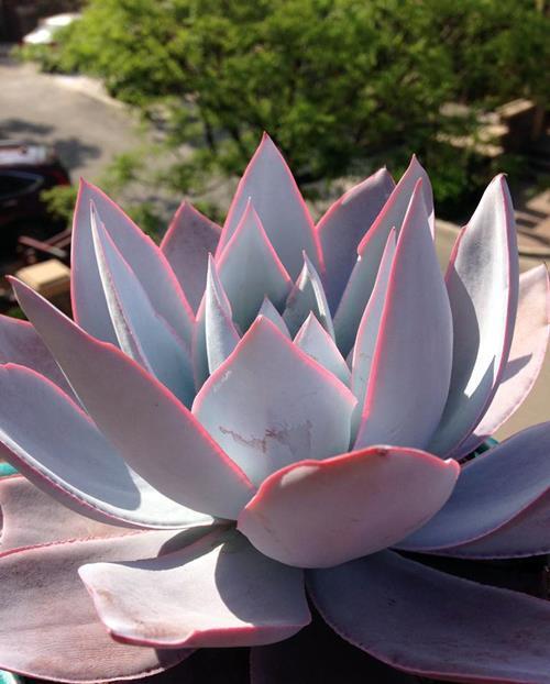 多肉三仙|赫赫有名的多肉三仙,养护要点,一网打尽