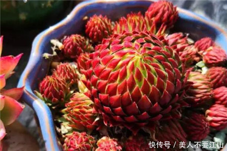 5种多肉植物，耐寒又好养，冻一冻颜色更好看，值得拥有