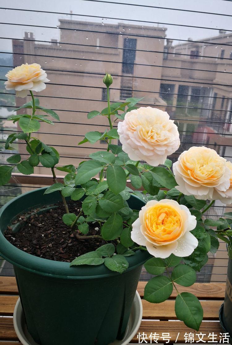 几种花卉耐阴耐寒，养在家里一整年都有好运气，日子红火财运滚滚