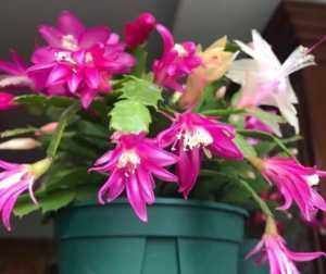 夏天养“蟹爪兰”4秘诀，叶片肥厚蹭蹭长，到了秋季就开花，管用