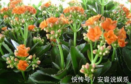 养殖|长寿花放在暗屋，有利于开花吗