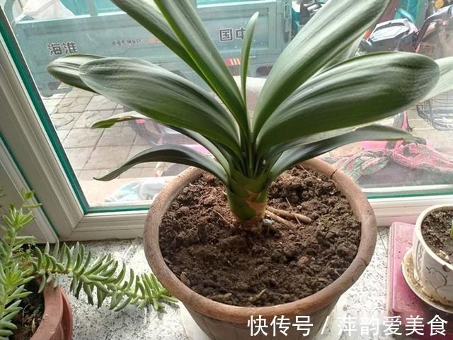 浇水|八月立秋后，轻轻“叫醒”君子兰，遵循3原则，用力别太猛