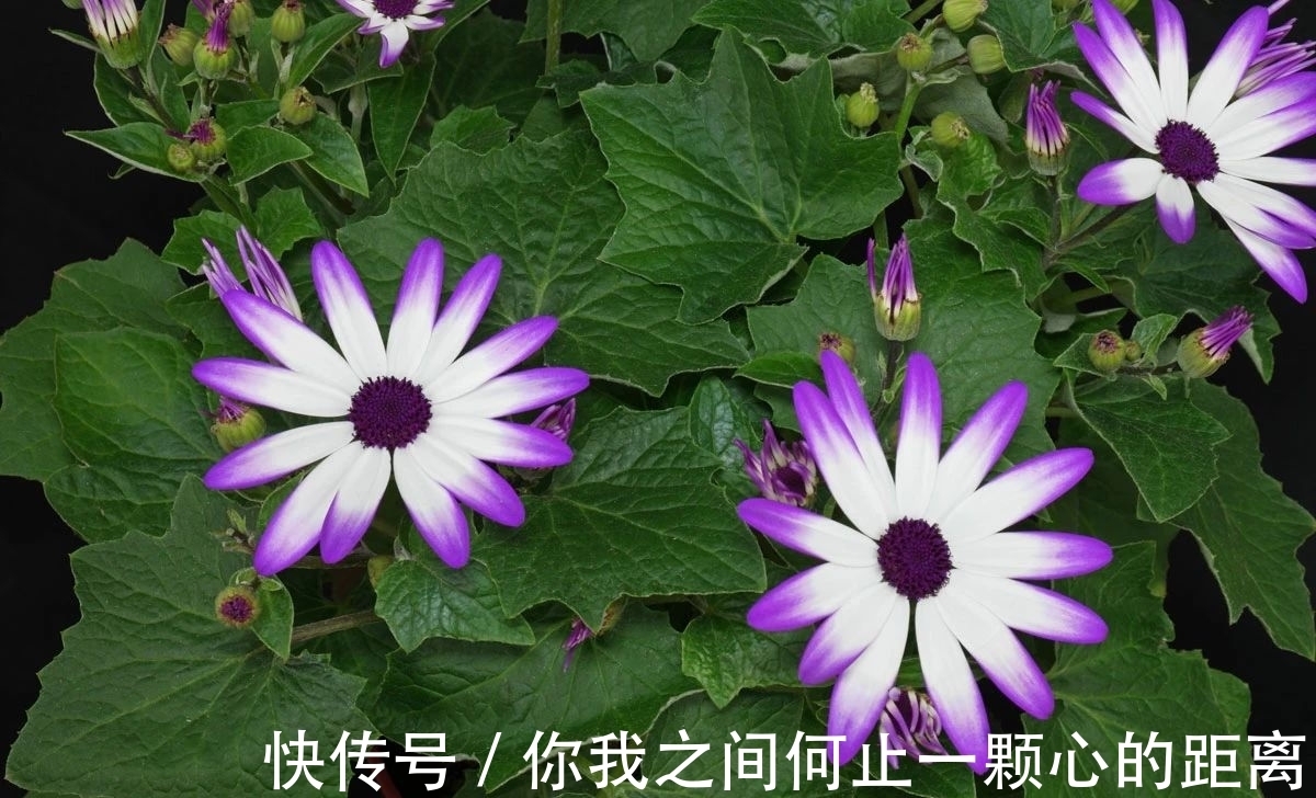 为什么家里的瓜叶菊养一段时间就会枯萎,如何让它开花更久?