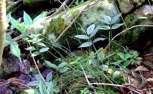 生于路旁，俗称“节节草”，好多人不知道它是宝，有啥珍贵？