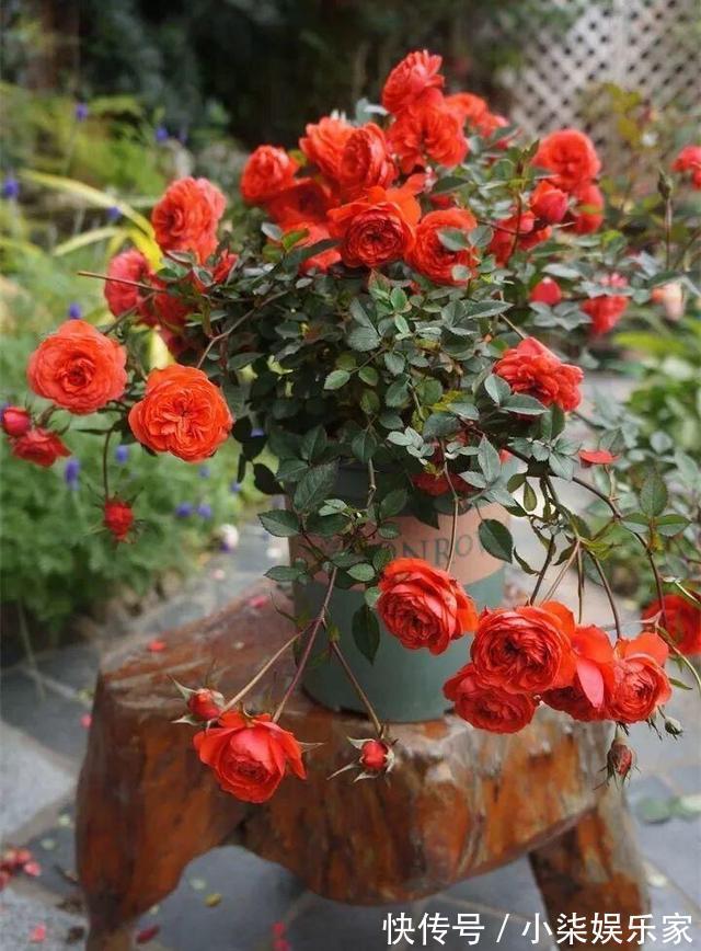 花苞|月季出现僵苗怎么办3个简单小方法,新芽花苞蹭蹭冒,开花99朵