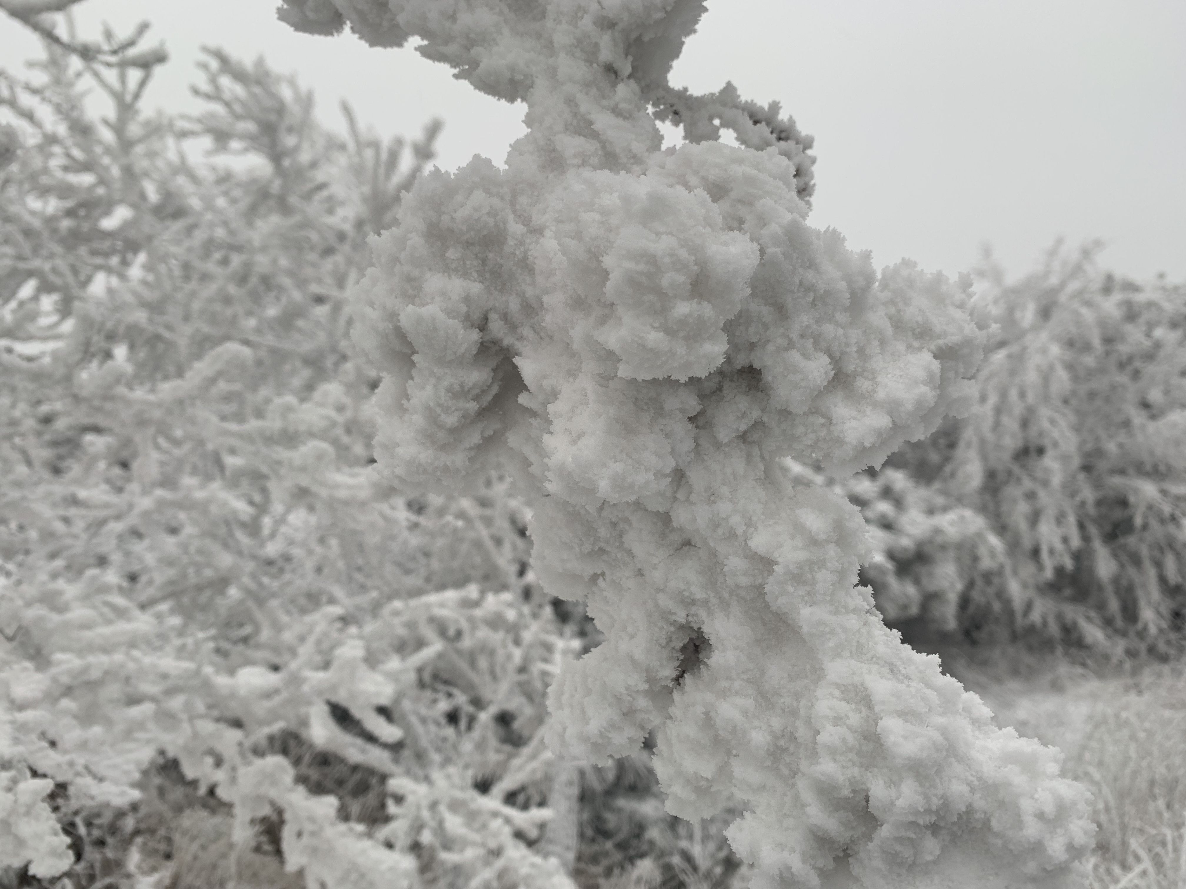 大河报·豫|大范围降雪落中原 中岳嵩山再度现雾凇奇观