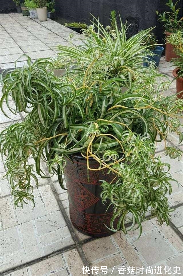 吊兰长成“大波浪”，还以为这是烫发了，其实就叫卷毛吊兰