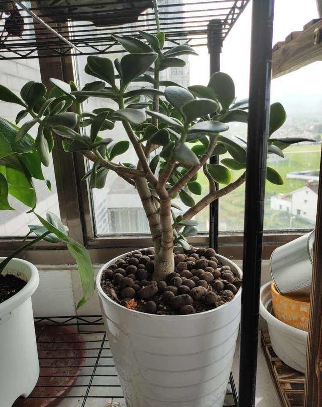 这花就得趁现在,剪完施肥,根长得手指粗