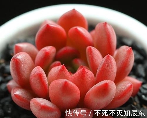 养了280天的多肉红宝石,上色美爆侧芽,长成群生小老桩!