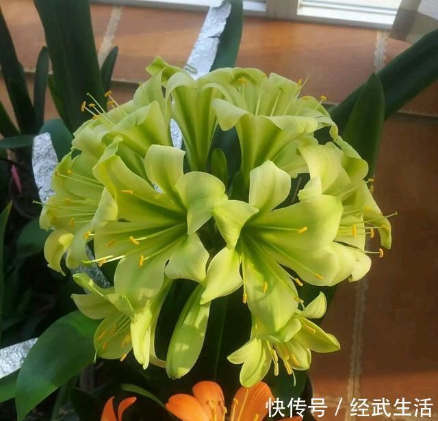 白糖在养君子兰上好处多,根旺叶绿油,开花爆盆不夹箭,知道太晚