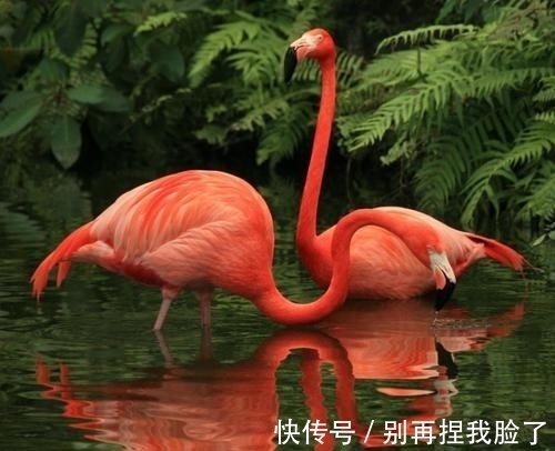 打招呼|9条奇葩冷知识,有趣又好玩,每日增长有趣的知识