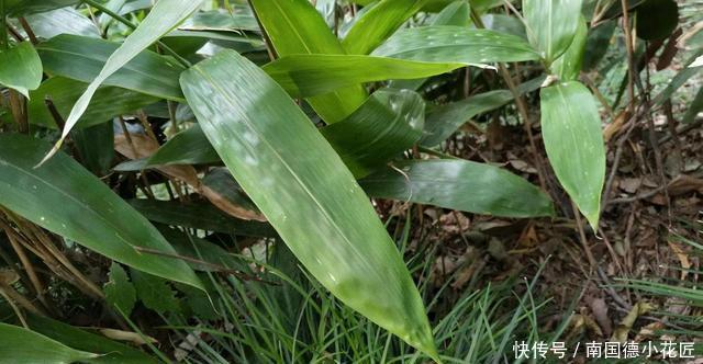  植株|分株繁殖是什么？这几种花卉适合分株繁殖，好生根开花多