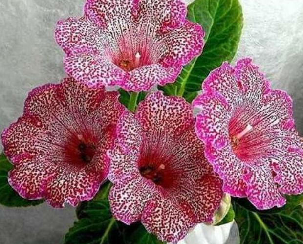 春养“一种”大岩桐,美过“牡丹”,给水就呼呼长,没光也开花