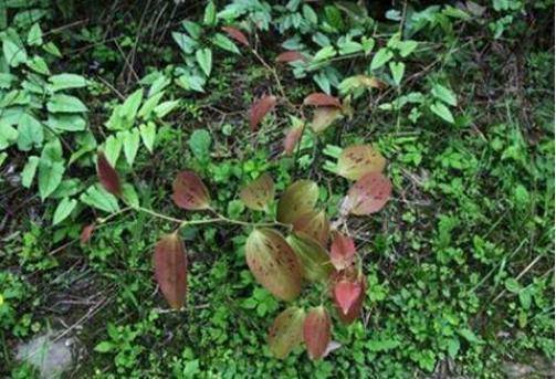 根茎|农村有1“金刚藤”，上至叶，下至根，浑身是宝，遇见可赚大了