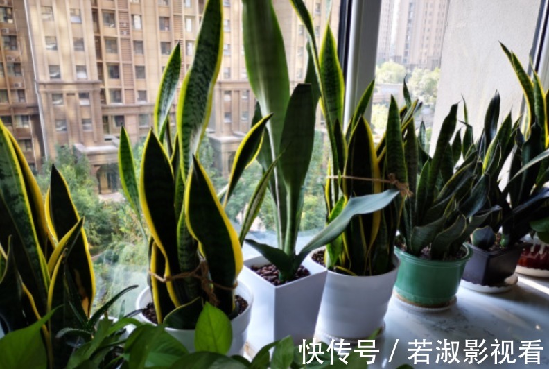 天一转凉，虎皮兰就饿了？常用它喂喂，补营养，盆栽呼呼出新芽