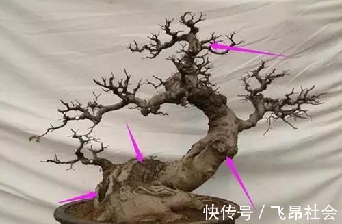 材料|树桩盆景成活以后，树桩材料如何加快苍老速度？有哪些操作要领？