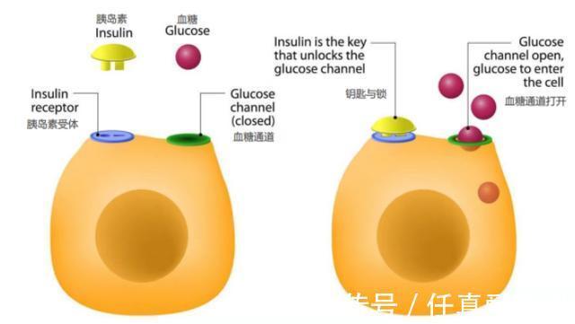 葡萄糖|无论增肌还是减脂,都需要知道的关键点:胰岛素敏感性