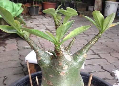 养花若有养此“2种花”,那么可别太惯着,“贱养”才能养爆盆