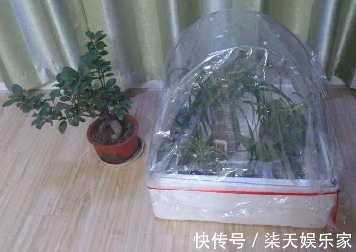 买东西的时候,塑料袋子不要扔掉,套在花盆上面,花朵叶子长更好