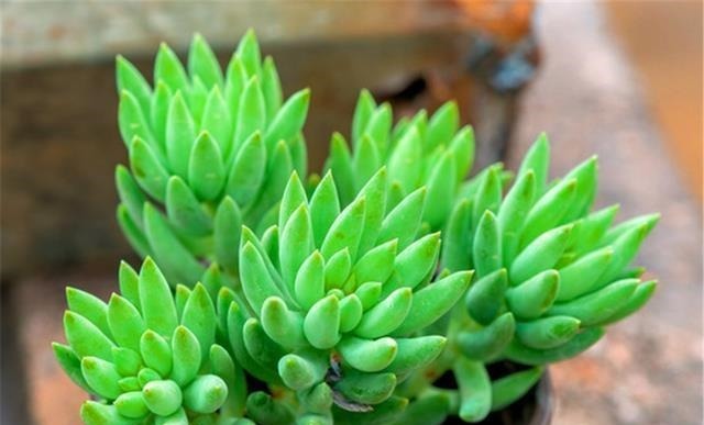 这“三多肉”不怕热,三伏天正常“补水施肥”,咕噜冒崽挤满盆