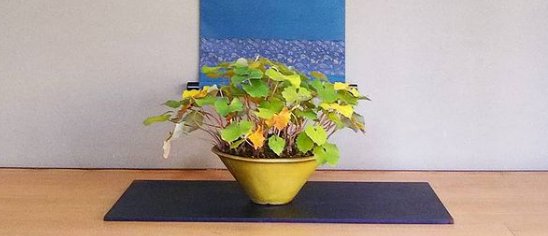 山野草，也高雅！