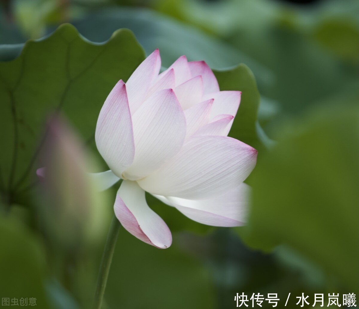 繁华|漫卷时光，岁月留香，倚窗听雨思韶华，静数流年入烟霞