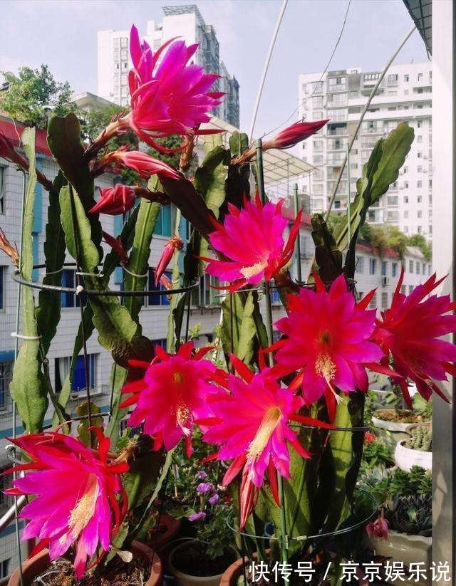 一盆仙人掌,开出大荷花,一盆开60朵,谁见谁爱它