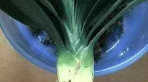 君子兰蔫了别扔,丢个小药片,呼呼冒出大白根,重新根壮叶油绿