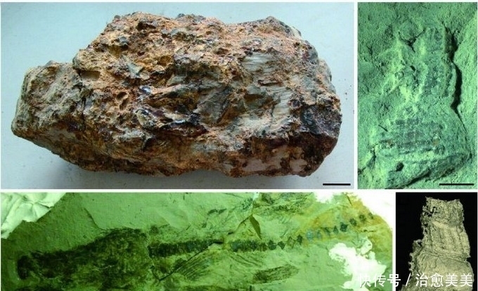 重磅!福建发现约1500万年前的化石宝库,