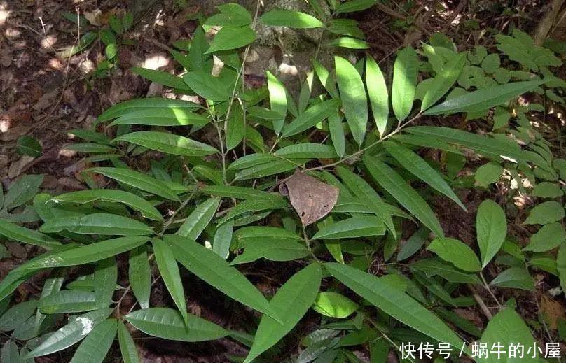 家里面不要养这几种花,老人的劝告,还是要听的