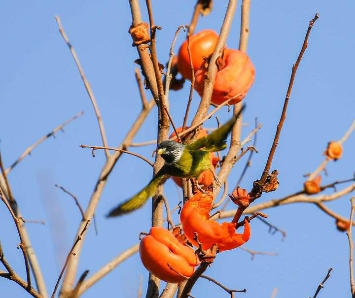 领雀嘴鹎鸟|自然和谐优美生态｜红彤彤的柿子引来美丽漂亮的领雀嘴鹎鸟