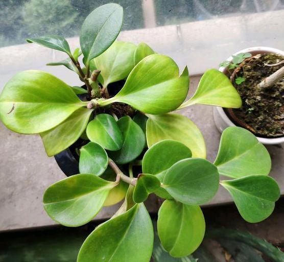 老奶奶不花钱买3种花,全靠叶片扦插繁殖,叶子多少苗多少