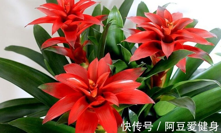 长寿花|养花就养这5款植物,大吉大利,盆栽打理方法简单