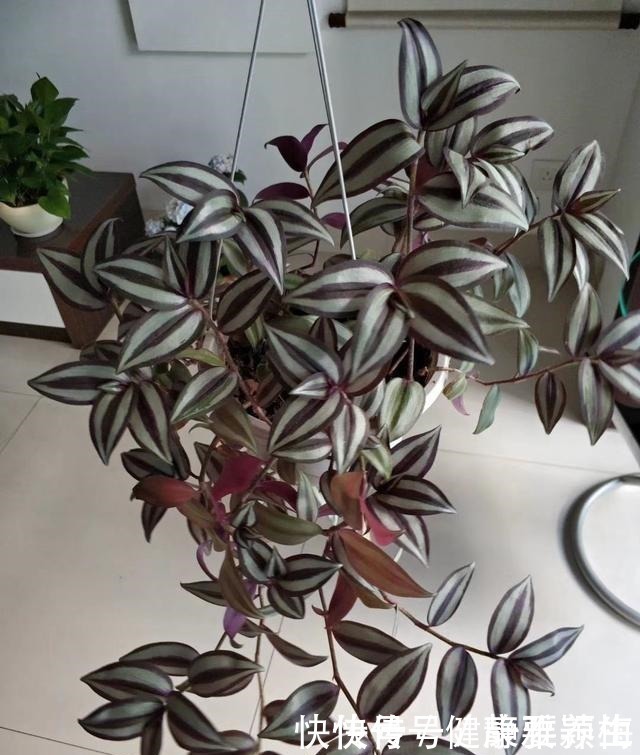 吊竹梅|别养绿萝了,这花比绿萝好看好养,邻居一口气养了20盆!