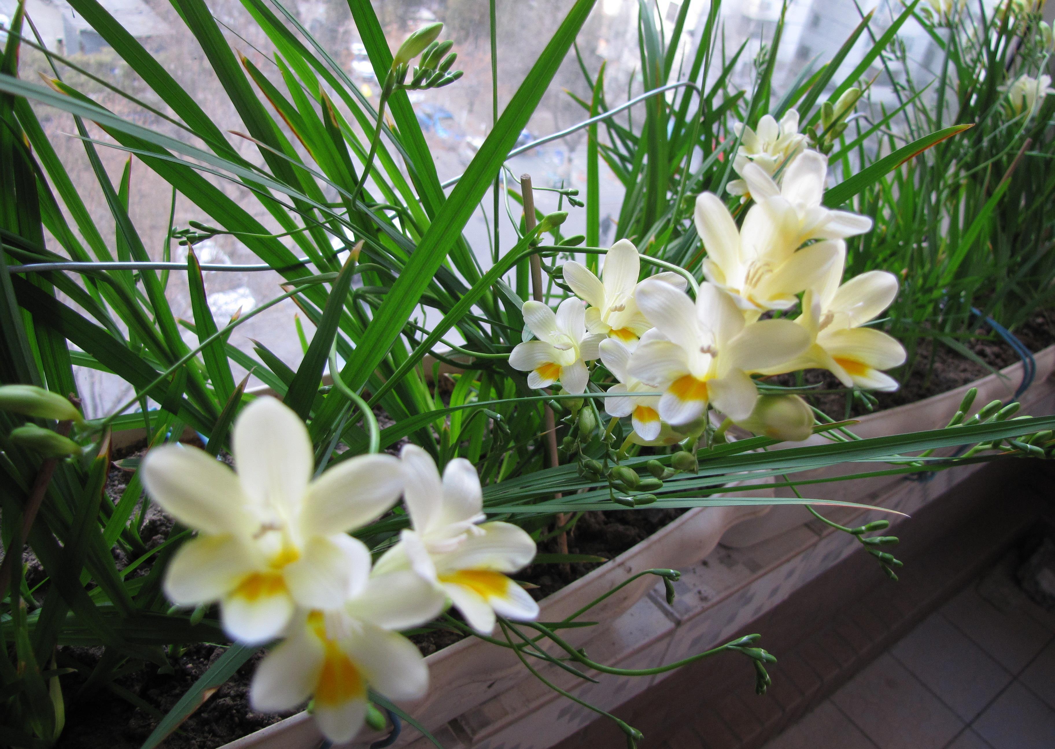 4种自带“体香”的花,花大色艳香气足,阳台养一盆,人人闻香气