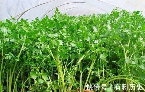 肚子|女性不想肚子鼓鼓,可多吃此菜,大肚子平了,皮肤更细腻光滑