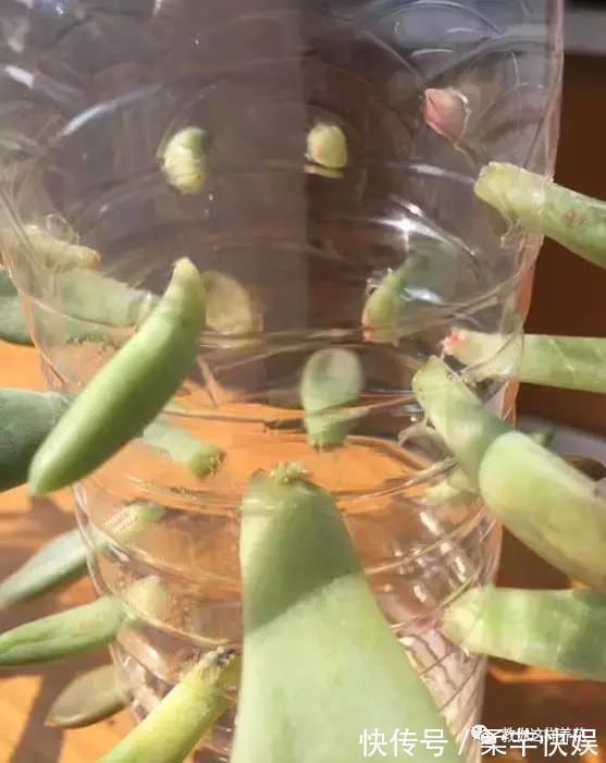 塑料瓶别扔了，用来养花真是神器！可别浪费了！