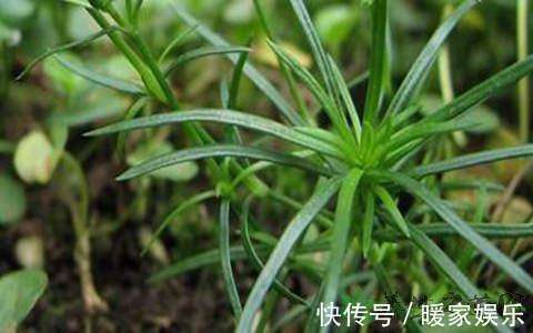 回家|提个醒见到此野草,一定要拔回家,买60元一斤,作用非常大