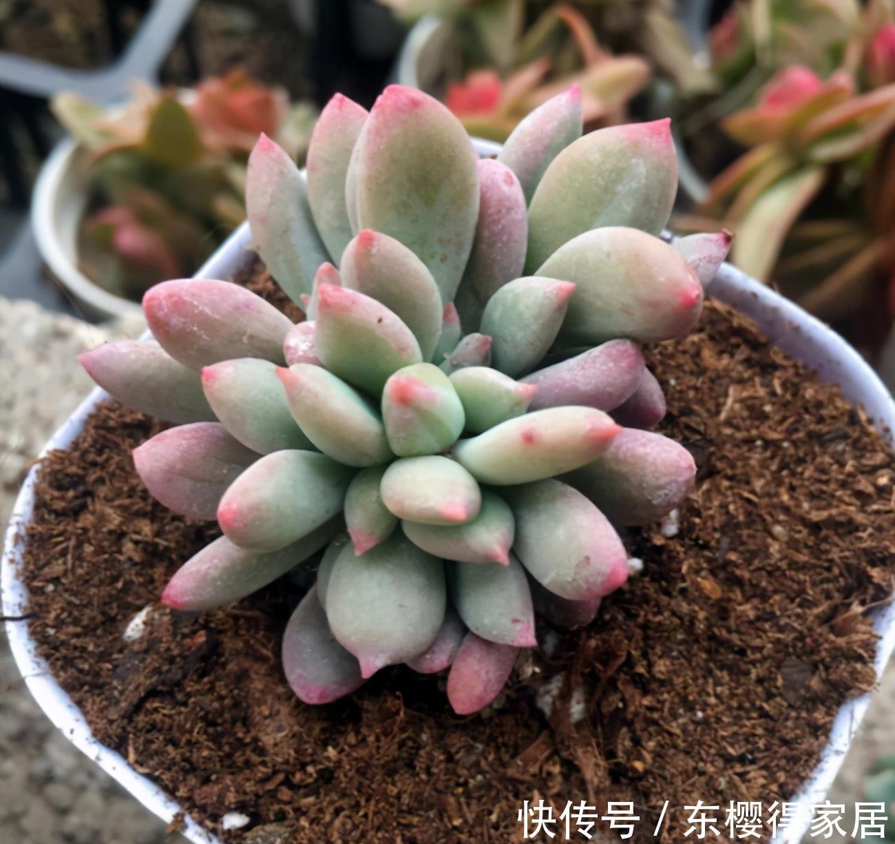 盘点4种名字带“星”的多肉，你养过吗？