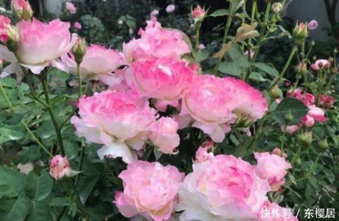 易爆|四种花常年开花易爆盆,被称为花卉界的劳模,谁见了都想养!