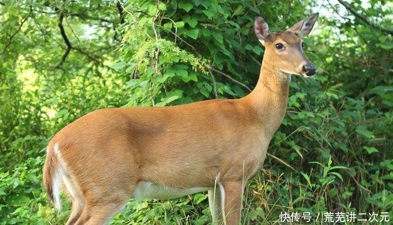 指鹿为马|历史新解:赵高没有欺骗大家,“指鹿为马”是真的马