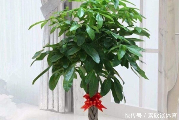 寓意|养花不如“养树”，这4种树镇宅又招财，时间越久越增值！
