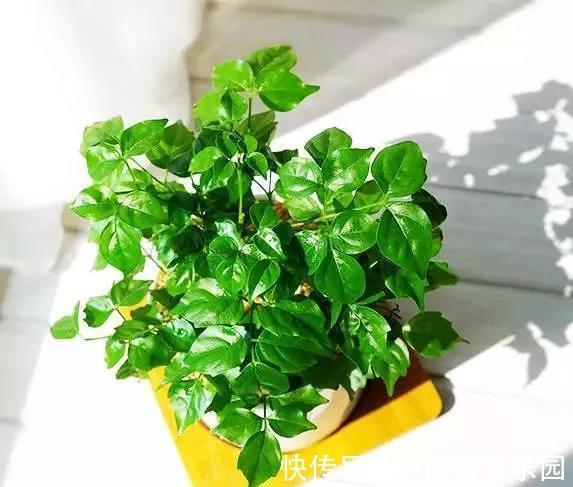 冬季养花大全,家里有这21种花的看过来