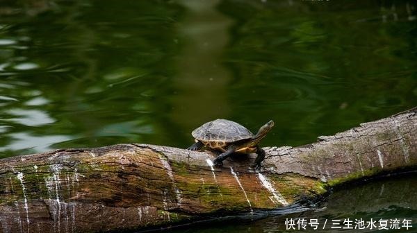  韬光养晦|庙小妖风大，后面一句真妙，看完才知道这三个做人的道理真重要