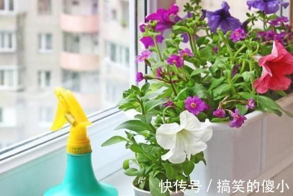 夹竹桃|5种有毒的花卉盆栽,如果家中养了,赶快处理,不要掉以轻心