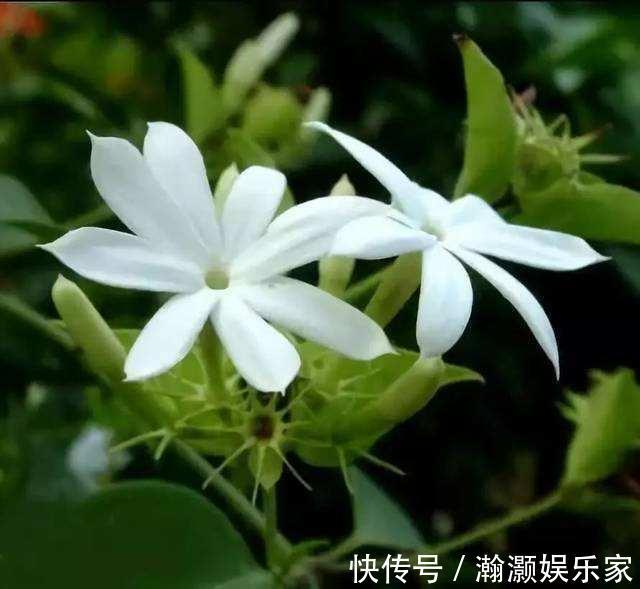 花期|茉莉花“花期”150天，学会这2个“养花窍门”，你也能轻松做到！
