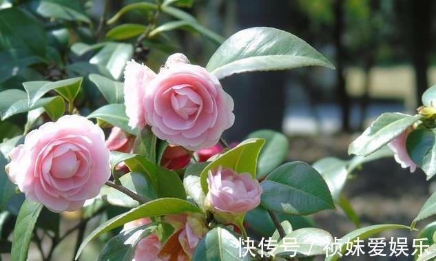 花友|茶花怎样养才能一年比一年开花多正确疏蕾和追肥必不可少