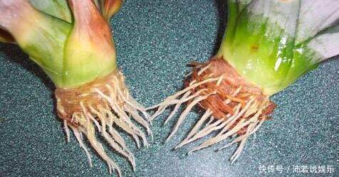 吃完的“菠萝头”不要扔,这样切一刀,扔水里,就能长叶结果